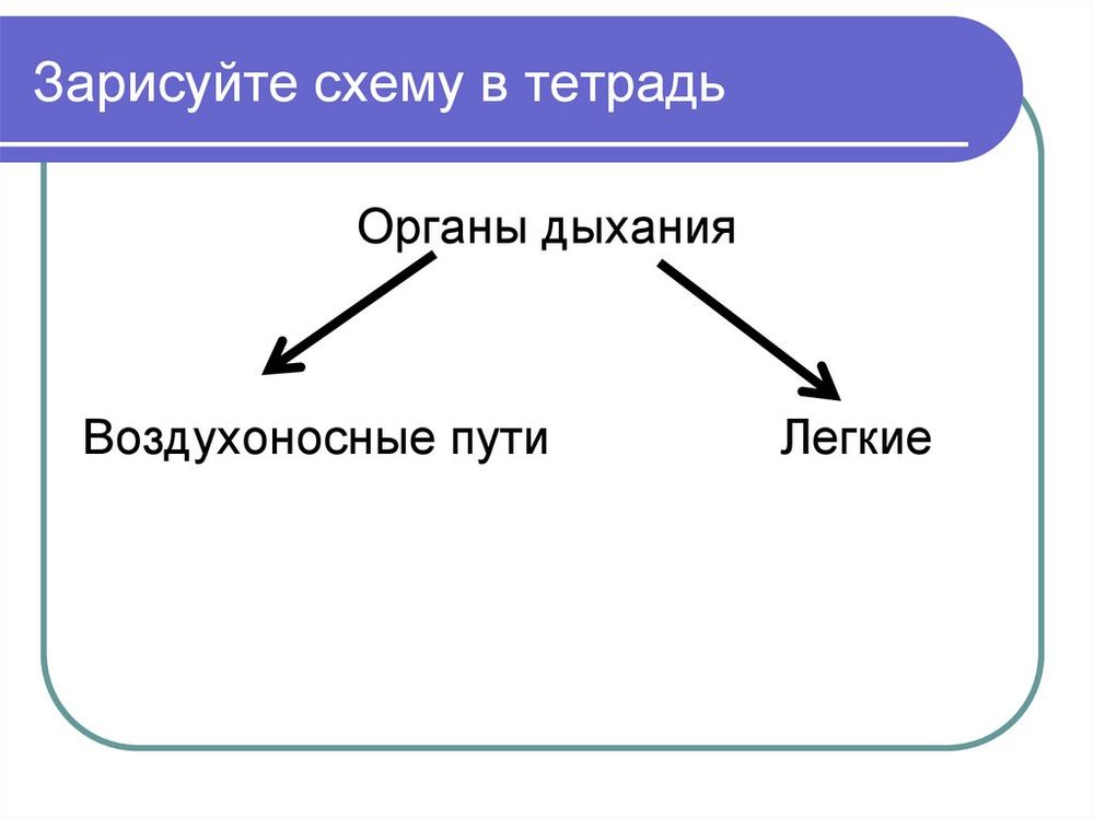 Дыхательная трубка (воздуховод) — купить по ФГОС | Учебный стандарт Дыхательная трубка (воздуховод) — купить по ФГОС | Учебный стандарт