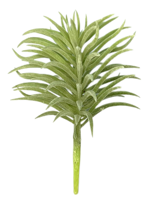 Суккулент 122 сизый