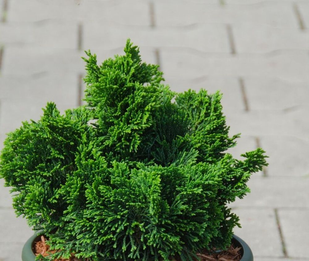 Кипарисовик туполистный Нана Грацилис 20-40 см Закупка М49 весна 2026