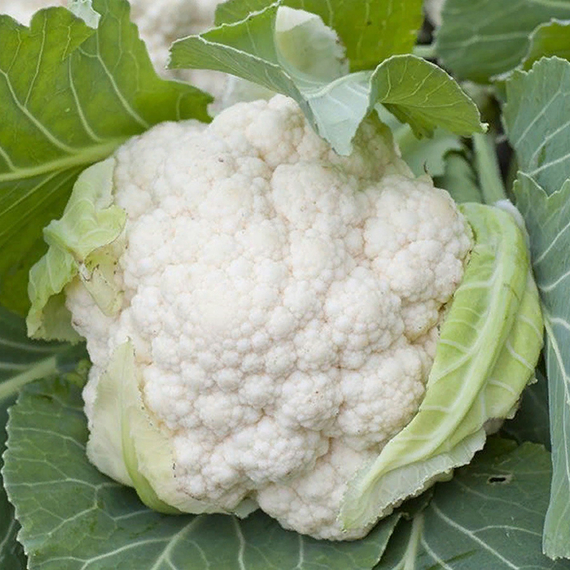 СКАЙВОКЕР F1 семена капусты цветной Bejo отзывы – фото 3