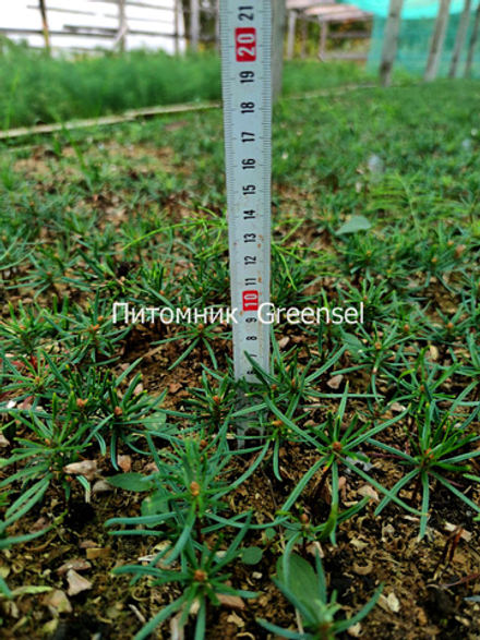 Пихта Нордмана. Однолетние сеянцы. Оптом от 50 штук.