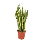 Сансевиерия