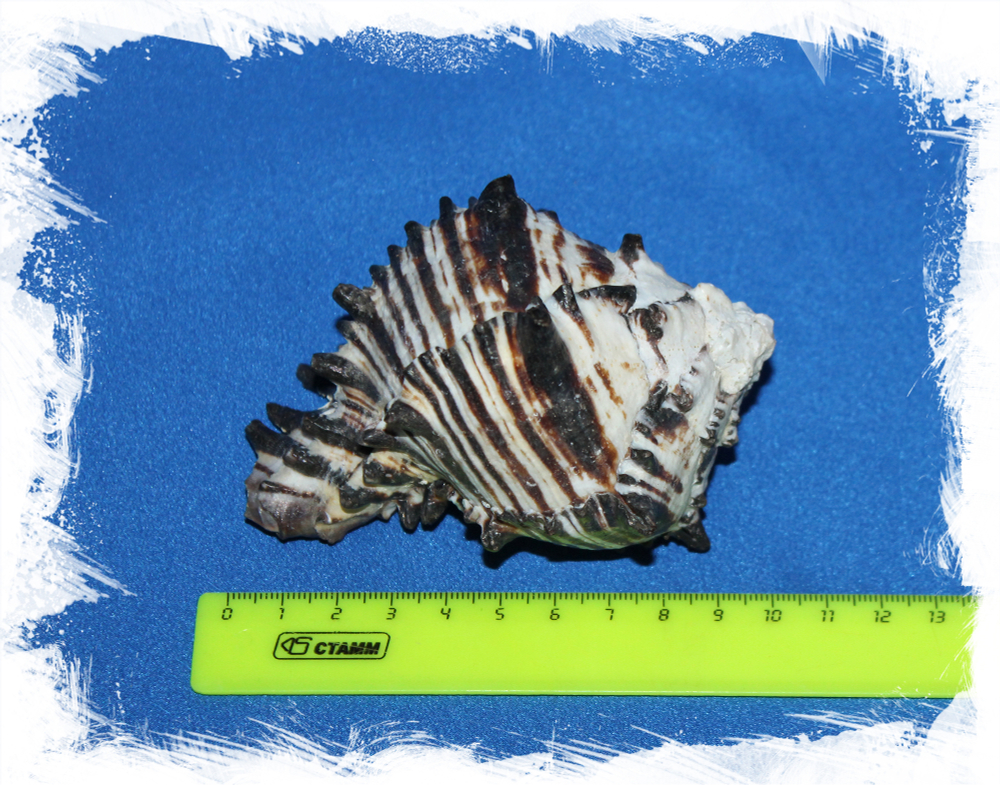 Черный Мурекс раковина