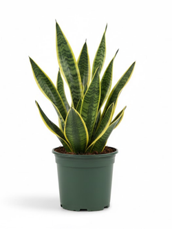 Сансевиерия Tiger Ear Orchid д. 12