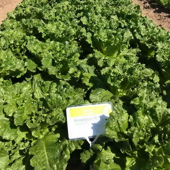 КОНВЕРШН семена салата Rijk Zwaan купить – фото 1