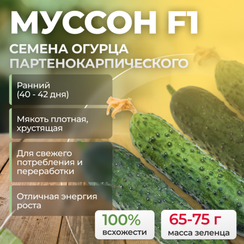 МУССОН F1 семена огурца (Sakata | Alexagro)