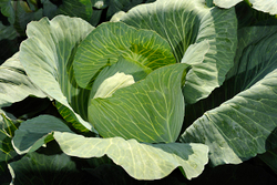 Капуста б/к Новатор F1 (100шт) Витагрин Профи