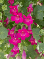 Лофос Lophospermum Compact Pink