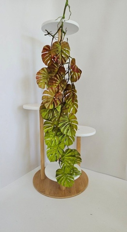 Монстера ампельная / Арт 4152