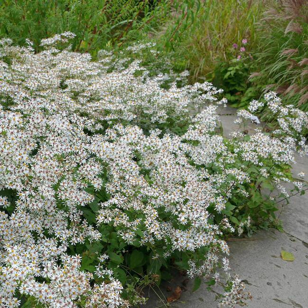 Астра растопыренная. Aster divaricatus.