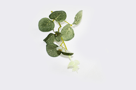 Ветка эвкалипта