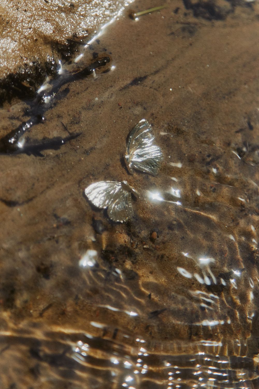 Пусеты Крылья бабочек