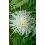 Семена Астра игольчатая Комильфо - густомахрового типа (УД) Е/П