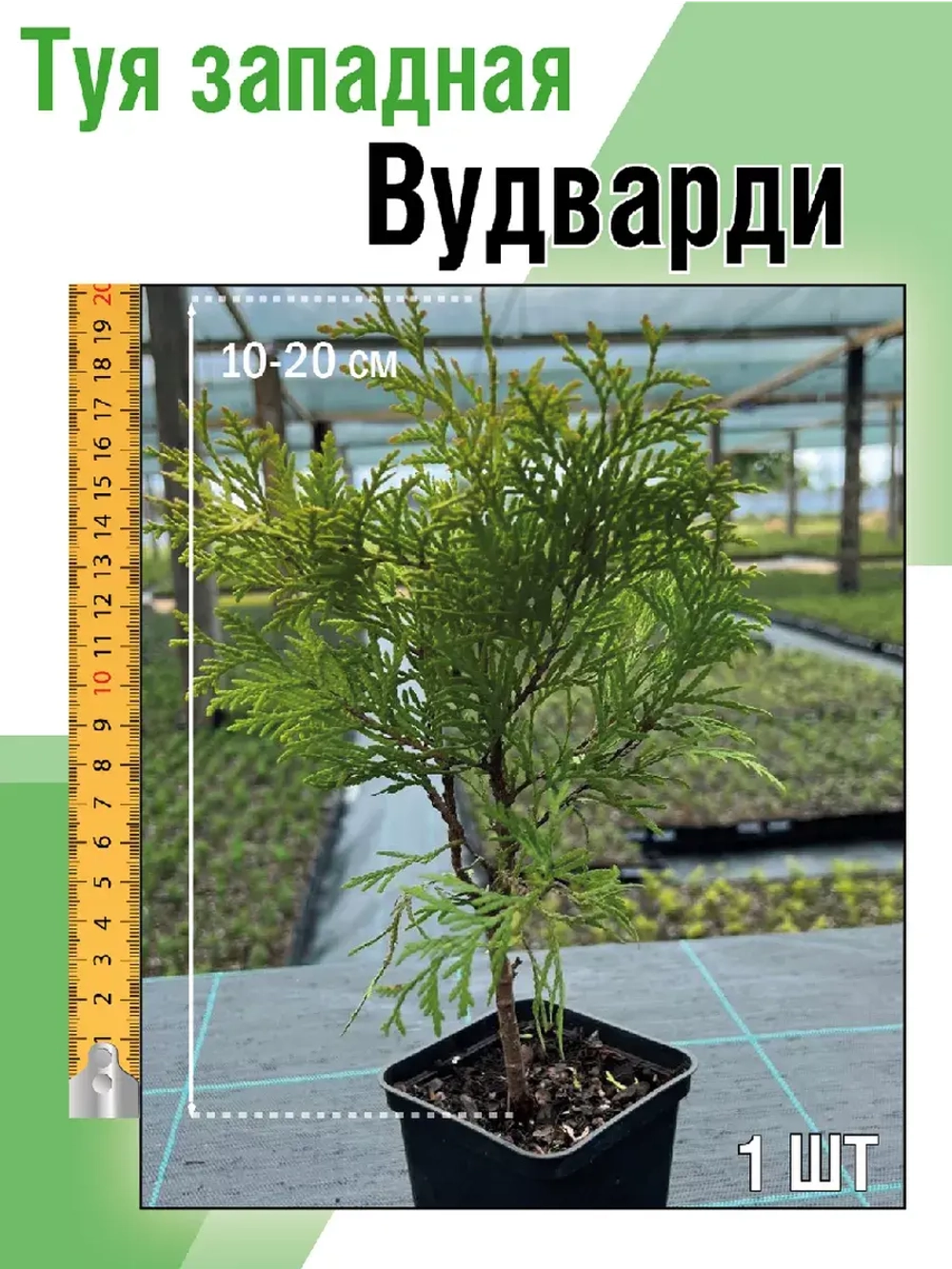 Туя саженец западная Вудварди хвойные деревья