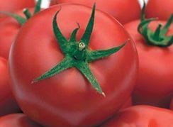 ГРАВИТЕТ F1 семена томата (Syngenta | Alexagro)