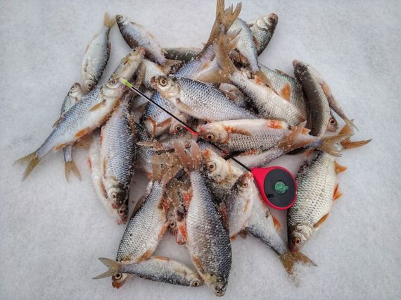 Удочка-балалайка зимняя Salmo HANDY ICE ROD 24см красная