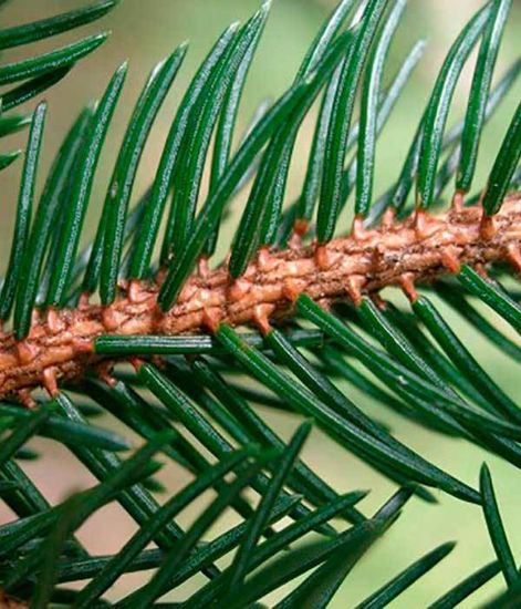 Янтарная ель, наполнитель для диффузора, Bago home