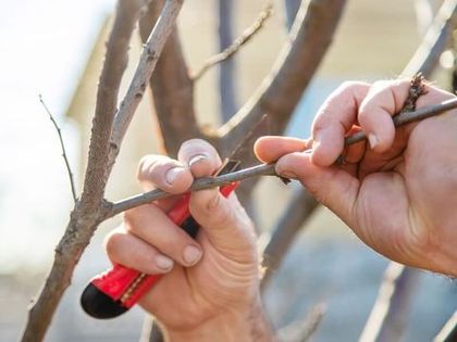 Прививка плодовых культур