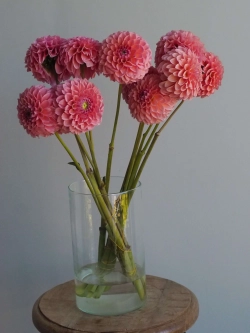 Георгин Linda's Baby (корень) Закупка М55 апрель 2026