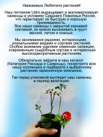 Бадан Брессингем Вайт белый