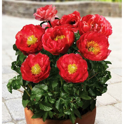 Пионы на ноябрь 25