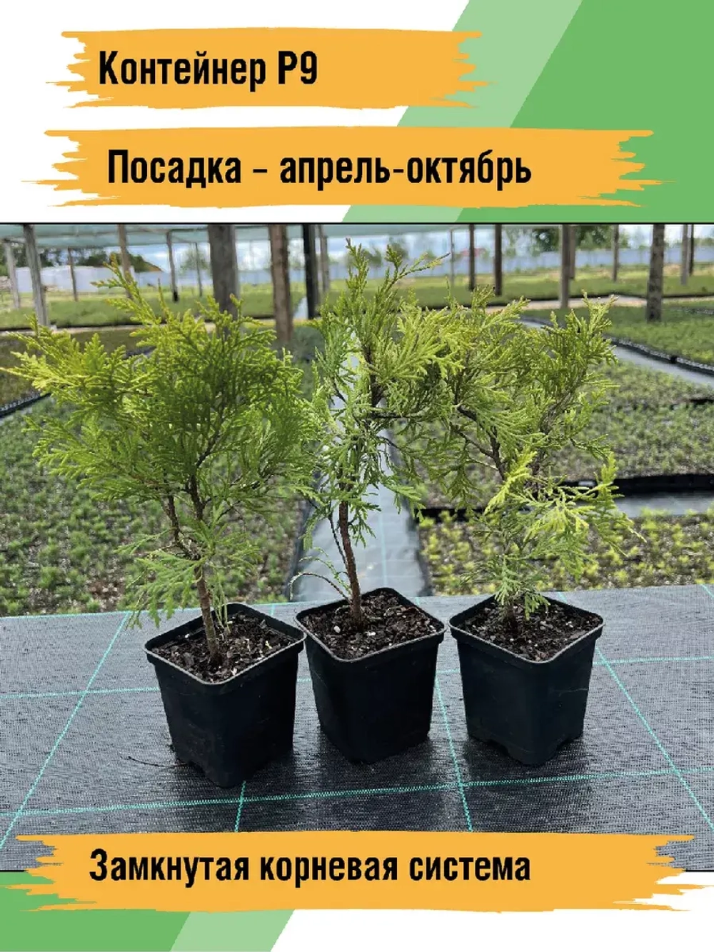 Туя саженец западная Голден Глоб хвойные