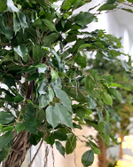 22.01. Озеленение офисного пространства ботаническими копиями растений