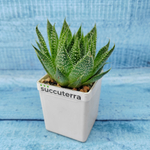 Aloe Aristata (Алоэ)