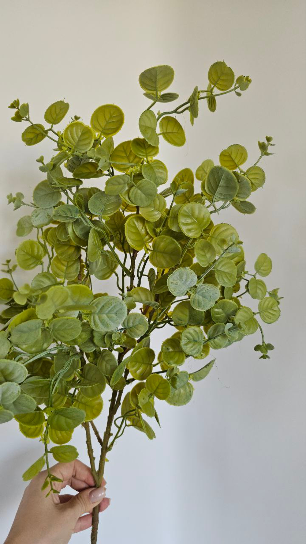 Эвкалипт / Арт 5135