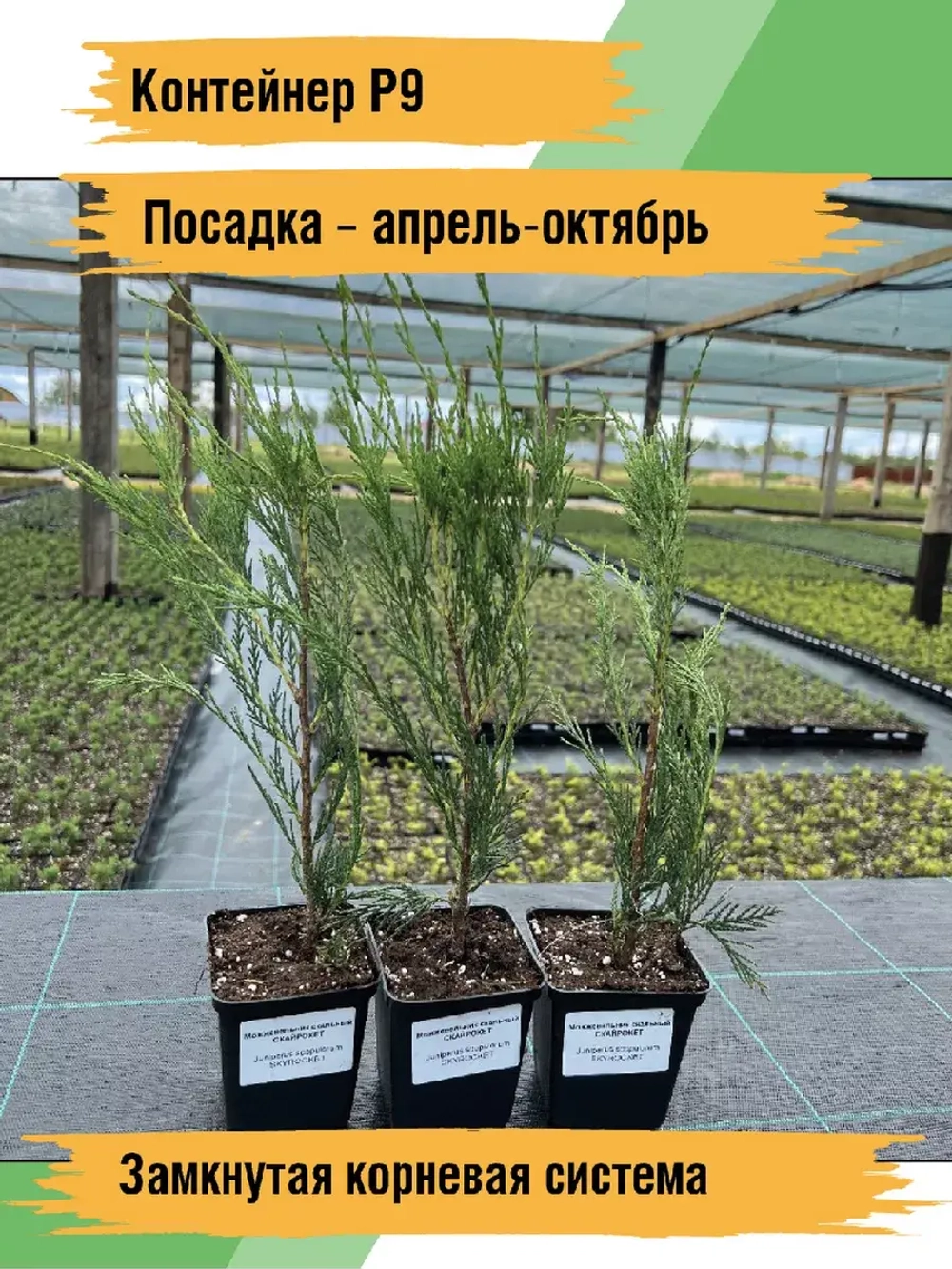Можжевельник скальный Скайрокет саженцы хвойных деревьев