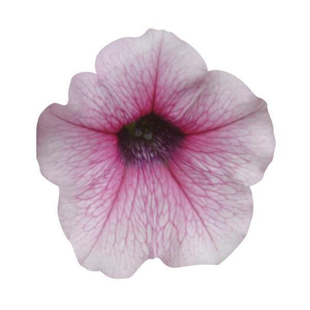 Петуния ампельная Шок Вэйв Пинк Вейн (50др) Витагрин Профи