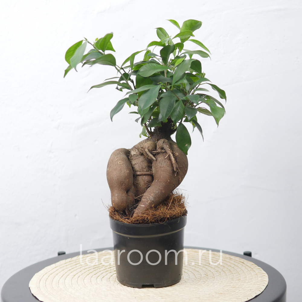 Бонсай Фикус Микрокарпа Гинсенг большой