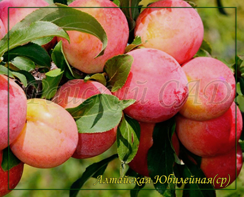 Слива Алтайская юбилейная