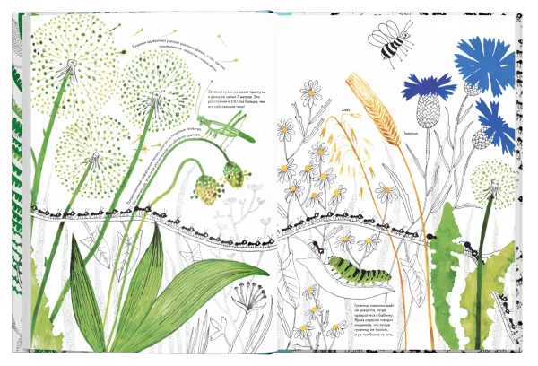 Тысяча и один муравей