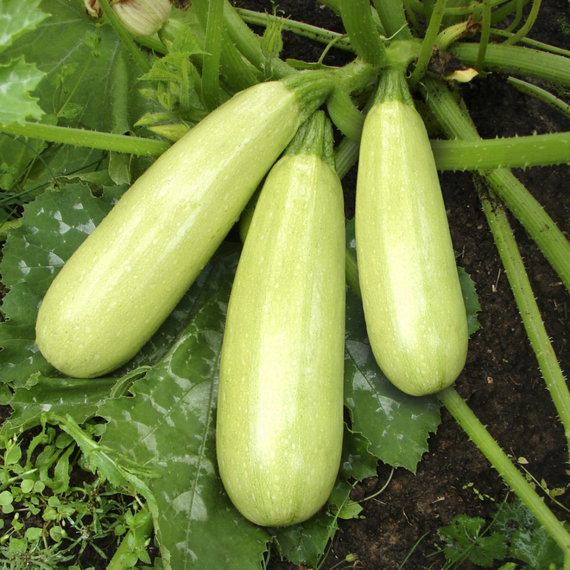 МАНИШЕС F1 семена кабачка Rijk Zwaan купить – фото 2