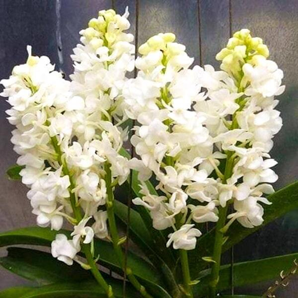 Орхидея ринхостилис RHY COELESTIS ALBA