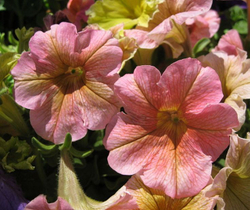 Петуния грандифлора Дольче Фраголино F1 (50др) Витагрин Профи