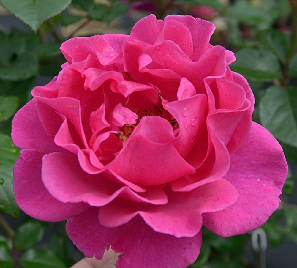 Роза шрабовая "Alexandra Renaissance"