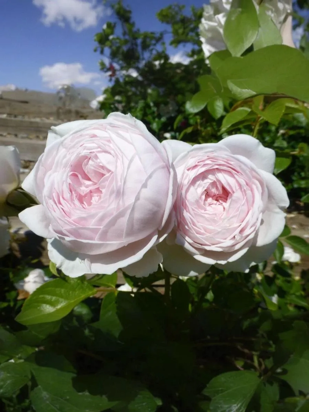 Роза флорибунда Герцогиня Кристиана