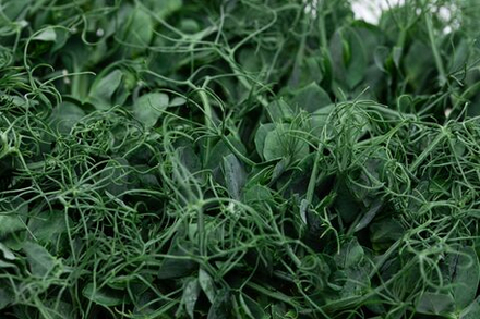 Микрозелень Горох