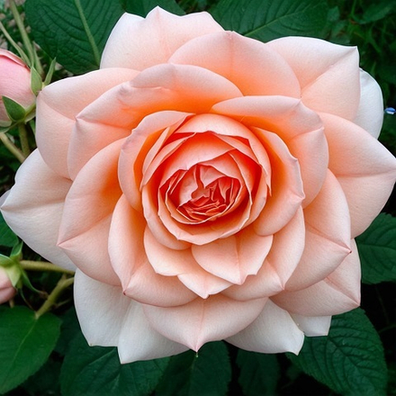 Роза чайно-гибридная Tahiti