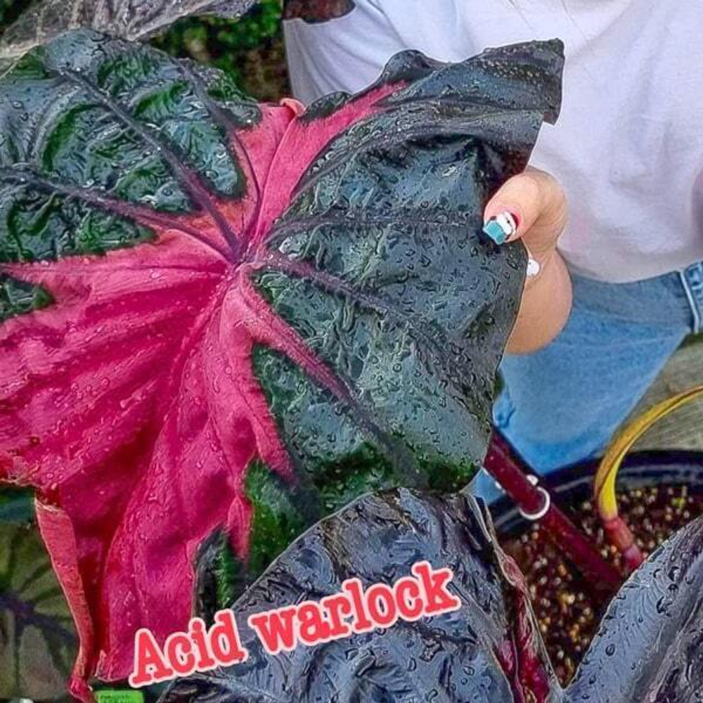 Колоказия ACID WARLOCK