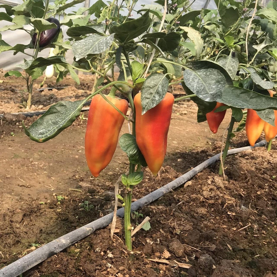 ПАЛЕРМО ОБЕДИУС F1 семена перца сладкого Rijk Zwaan цена – фото 3