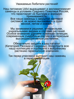 Пеларгония розебудная Дениз