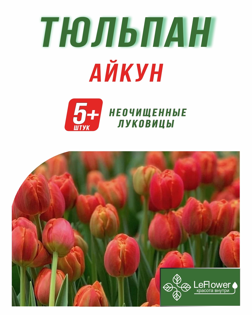 Тюльпан Луковица, Айкун, 5+шт