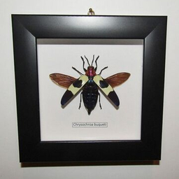 Жуки в рамках