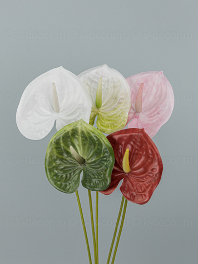 Антуриум Элайза Мини