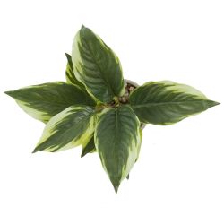 GAEM Цветочная композиция "Спатифиллум", L24 W22 H25 см