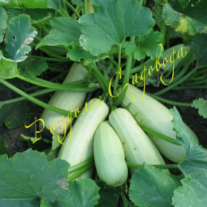 Кабачок Белоплодный (цена за 1 шт)