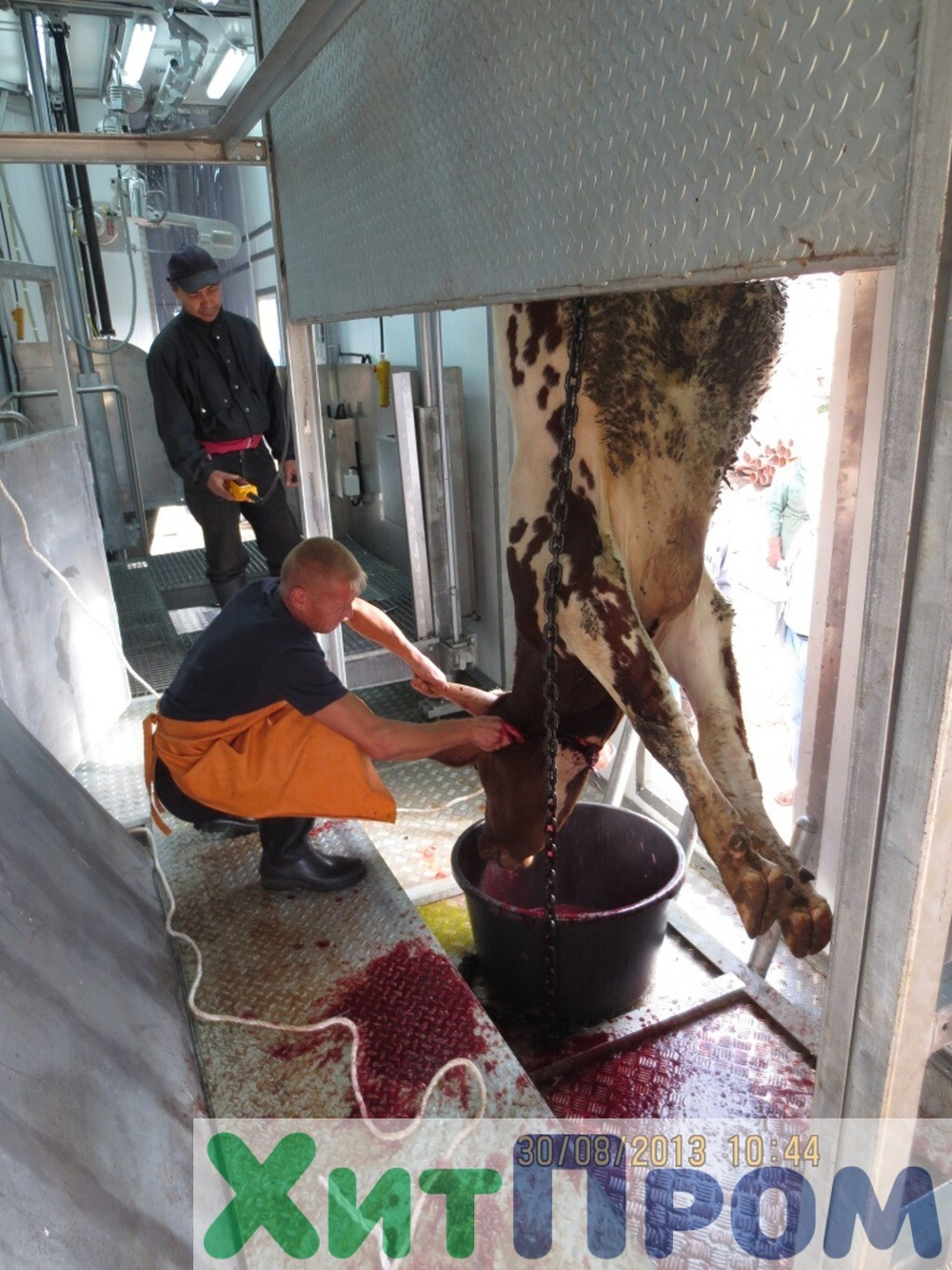 Линия убоя КРС 20 голов/смена. Ленинградская область